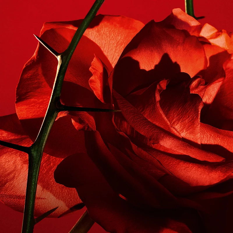 Cacharel Amor Amor EDT 100 Ml - Billede 4