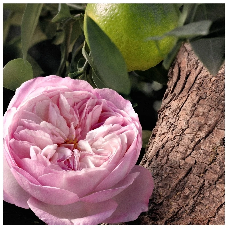 Chloé Signature Rose Naturelle Intense EDP 50 Ml - Billede 4