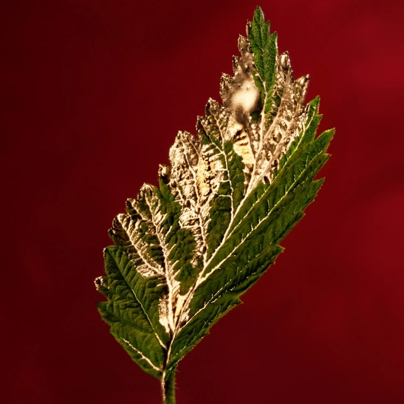 Hugo Boss Alive Absolu EDP 30 Ml - Billede 5