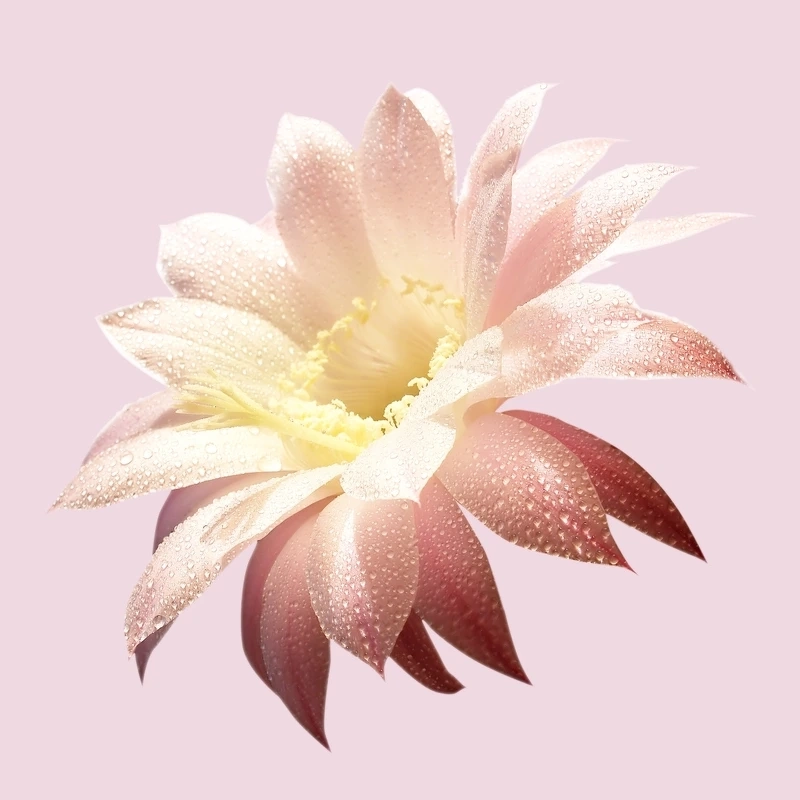 Hugo Boss Ma Vie For Women EDP 50 Ml - Billede 5