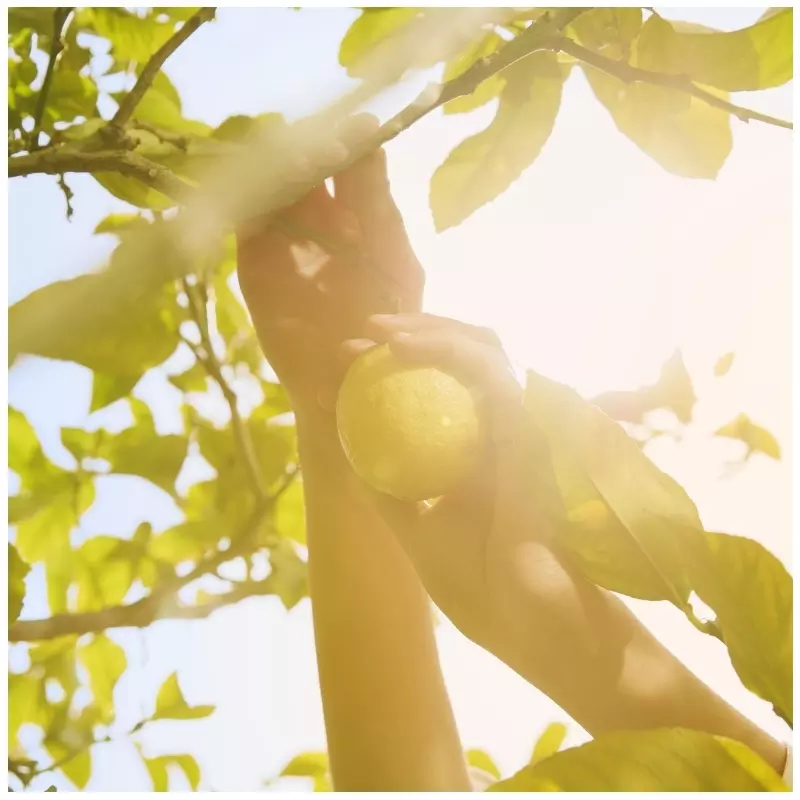 Maison Margiela Replica Under The Lemon Tree EDT 100 Ml - Billede 4