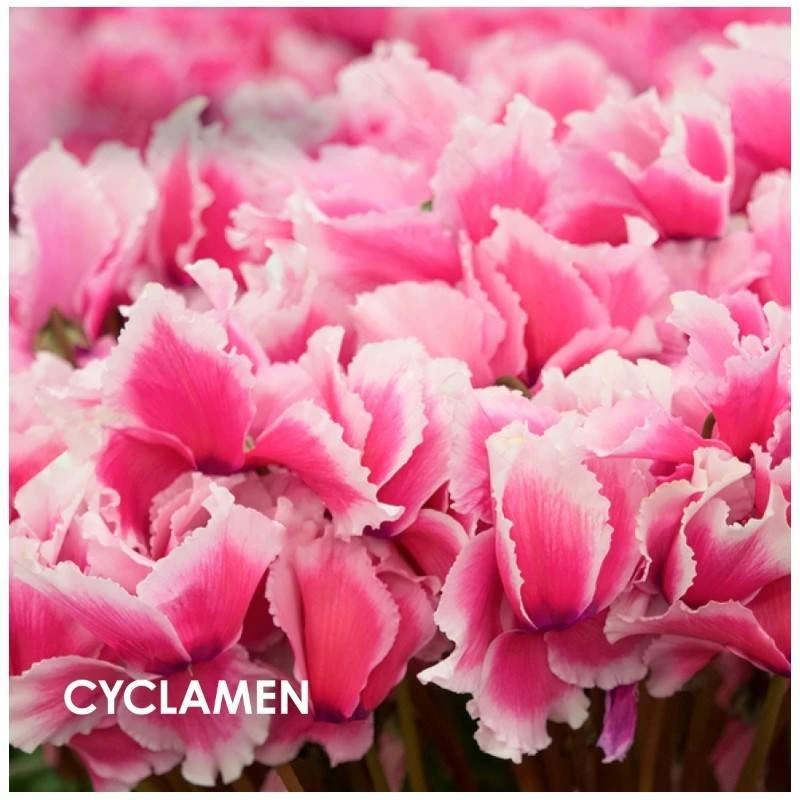 WeDo Professional Spread Happiness 100 Ml - Billede 3