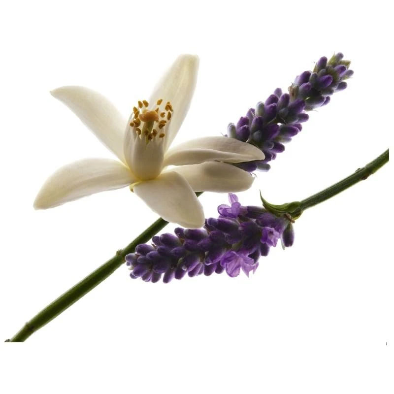 Yves Saint Laurent Libre EDP 30 Ml - Billede 6